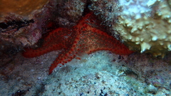 Oreaster clavatus