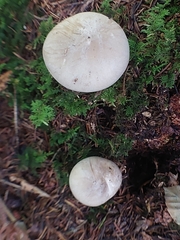 Clitocybe robusta