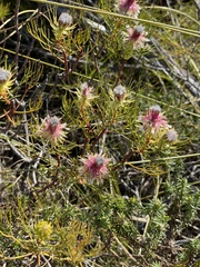 Serruria phylicoides