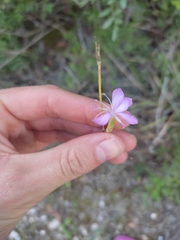 Dianthus ciliatus