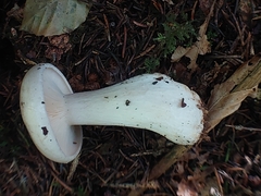 Clitocybe robusta