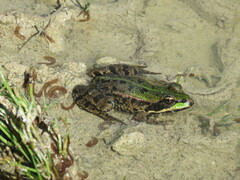 Pelophylax ridibundus