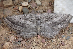 Rhoptria asperaria