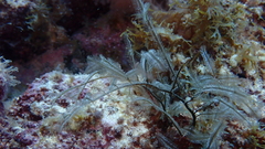 Macrorhynchia philippina