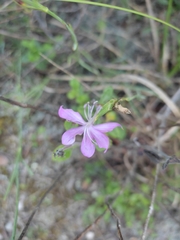 Dianthus ciliatus