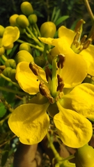 Senna siamea