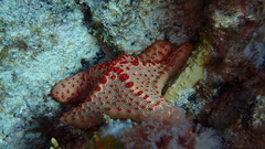 Oreaster clavatus
