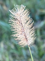 Setaria