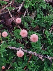 Mycena rosella