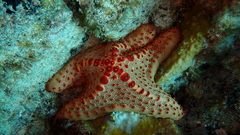 Oreaster clavatus