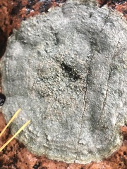 Lecanora carpinea