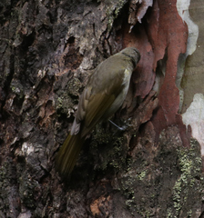 Phyllastrephus flavostriatus