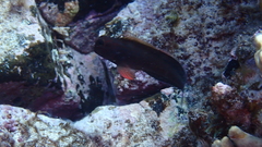 Ophioblennius atlanticus