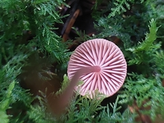 Mycena rosella