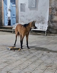 Chrysocyon brachyurus