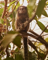 Callithrix penicillata