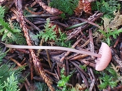 Mycena rosella