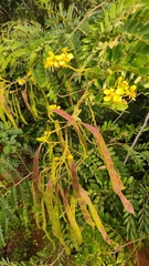 Senna siamea