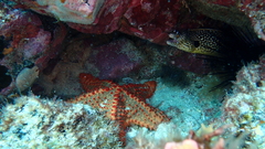 Oreaster clavatus