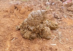 Tapirus terrestris