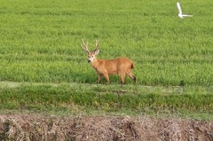 Blastocerus dichotomus