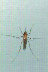 Culicinae