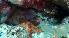 Oreaster clavatus