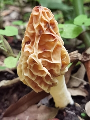 Morchella