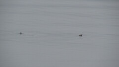 Brachyramphus marmoratus