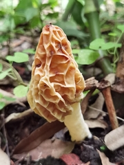 Morchella