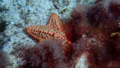 Oreaster clavatus