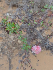 Eriogonum parvifolium