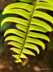 Nephrolepis cordifolia