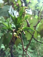 Catopsis sessiliflora