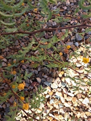 Vachellia constricta