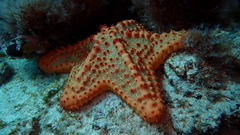 Oreaster clavatus