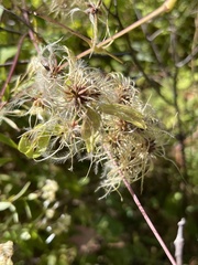 Clematis