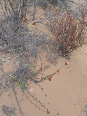 Eriogonum parvifolium
