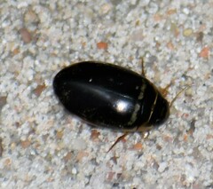 Thermonectus basillaris basillaris