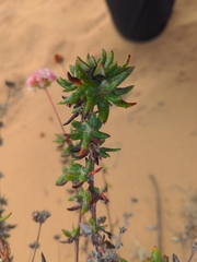 Eriogonum parvifolium