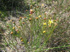 Othonna stenophylla