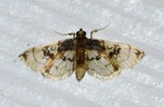 Compacta hirtalis