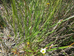 Othonna stenophylla
