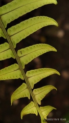 Nephrolepis cordifolia