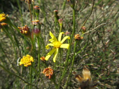 Othonna stenophylla