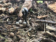 Ophiocordycipitaceae