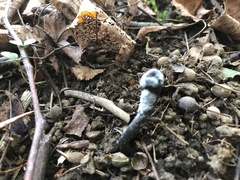 Ophiocordycipitaceae