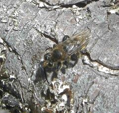 Laphria