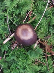 Rhodocollybia