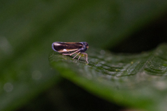 Cixiidae